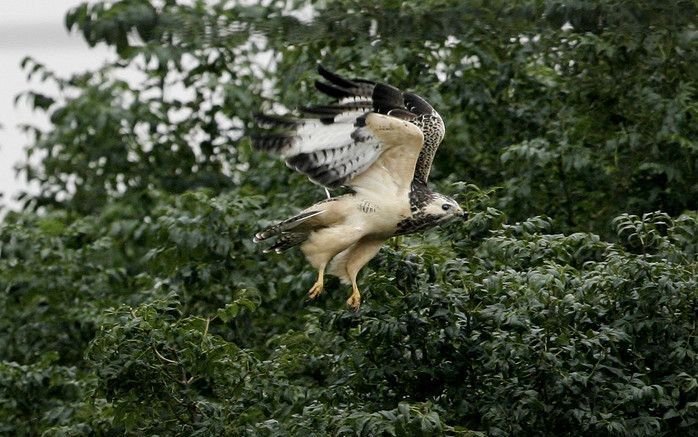 OLDELAMER - Een buizerd heeft een nest gebouwd vlak bij de openbare weg in Oldelamer. Om zijn jongen te beschermen, vliegt hij soms in volle vaart op langsrijdende schoolkinderen af. Deze fietsen op hun beurt gewapend met stokken naar school. Foto ANP Ong