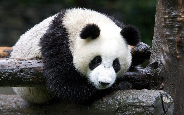 WOLONG - Een jonge reuzenpanda uit het beroemde Wolong–natuurreservaat in het aardbevingsgebied in Sichuan. Foto EPA