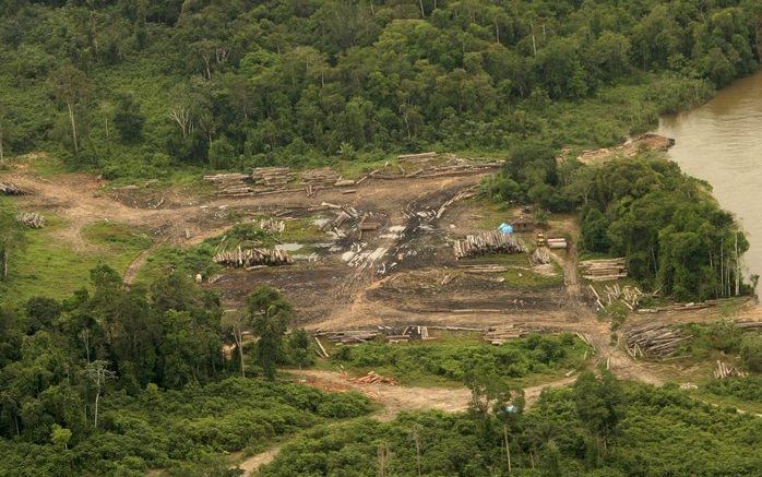 BRAZILIE – De Braziliaanse regering gaat het aantal vergunningen voor de exploitatie van hout in het Amazonegebied verdubbelen. Daarmee hoopt ze de illegale houtkap tegen te gaan. Foto EPA