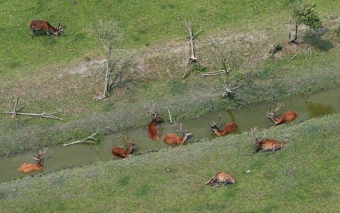 In de Oostvaardersplassen leven zo’n 2000 edelherten. Een deel van de dieren zocht gisteren verkoeling in een kreek. Foto's RD, Henk Visscher