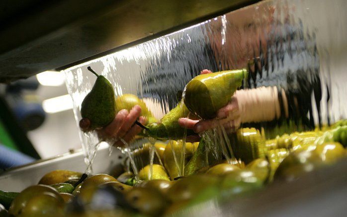 De oogst van appels en peren valt dit jaar tegen. Foto ANP