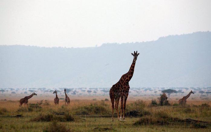 Giraffes in het Masai Mara natuurreservaat in het zuidwesten van Kenia. Foto EPA