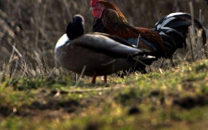 DEN HAAG - Tientallen loslopende kippen veroorzaken sinds enige tijd grote overlast in de Haagse Schilderswijk. Foto ANP