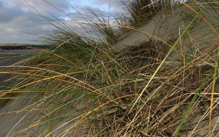 De duinen bij Hoek van Holland stuiven weer. Vroeger waren de duinen aan de kust bekend om hun ’blanke (kale) toppen’. Actieve stuifduinen zijn verder vrijwel alleen nog te vinden op de Waddeneilanden. Foto ANP