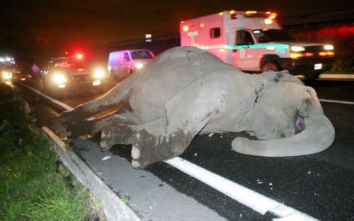 Een buschauffeur in Mexico heeft een ontsnapte circusolifant aangereden, waardoor zowel de chauffeur als het slurfdier omkwamen. Foto EPA