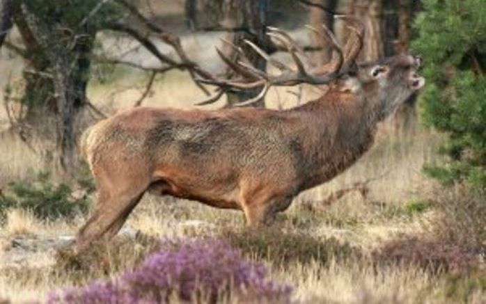 OTTERLO - Een edelhert laat op de Hoge Veluwe bij Otterlo zijn imposante geluid horen. Begin september is de bronsttijd van de edelherten begonnen. Foto ANP