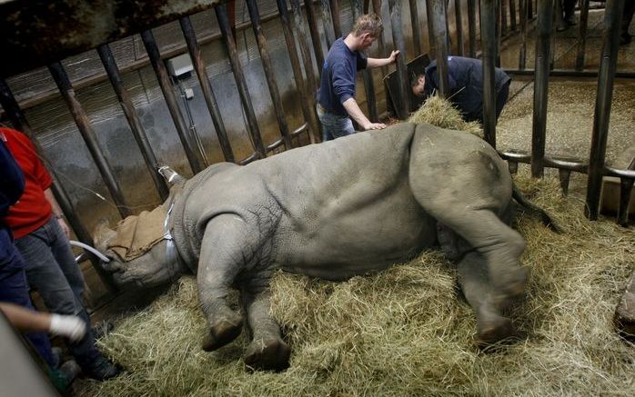 De ruim 300 kilo zware neushoorn werd voor de inseminatie onder narcose gebracht. Neushoorns zijn nogal agressief en bovendien ligt de baarmoeder heel erg diep, zodat de specialisten met een hele arm in het dier moeten om het sperma op de juiste plek te k