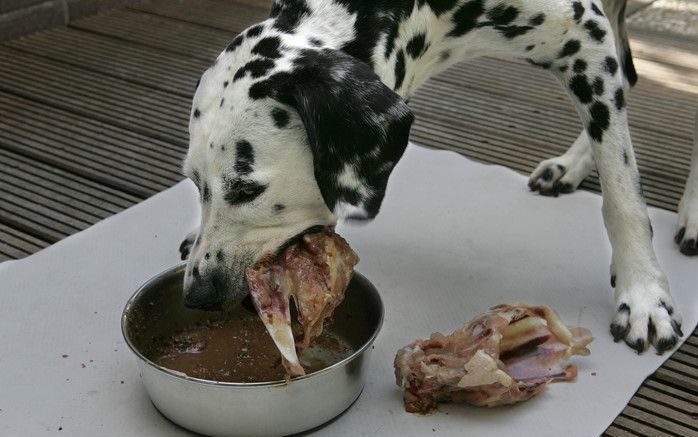 De drie dalmatiërs van Lizzy Plat Coelers krijgen dagelijks verse voeding, zoals stukjes runderkopvlees, een kippenkarkas, geitenribben en wat fijngemalen groenten. Foto’s RD, Anton Dommerholt