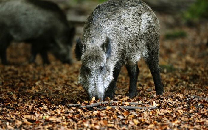 De wilde zwijnen op de Veluwe krijgen steeds meer biggen. Foto ANP