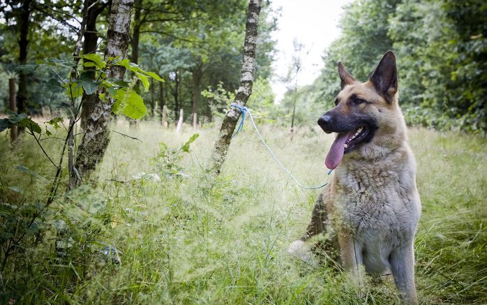 Veel Italianen vernoemen hun hond naar de aartsbisschop Milingo. - Foto EPA