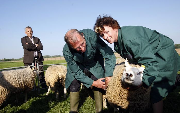 Minister Verburg bij de vaccinactie tegen blauwtong van een schaap in Werkendam, mei 2008. Foto ANP.