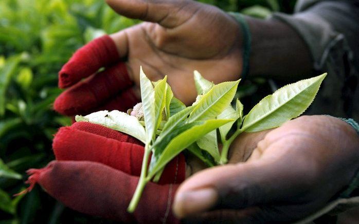 Sri Lanka heeft bevriende landen opgeroepen om meer thee te importeren uit het Aziatische land. Sri Lanka hoopt zo enigszins onder het juk van de wereldwijde financiële crisis uit te komen. Foto EPA