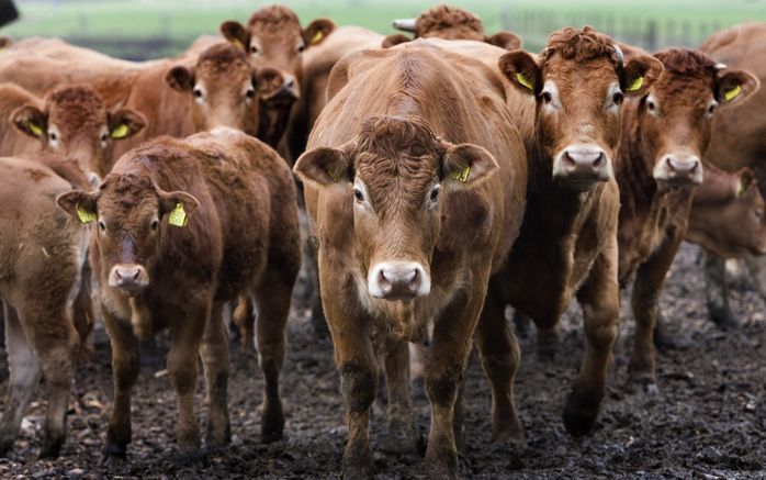 VWA controleert strenger bij export van vee. Foto ANP