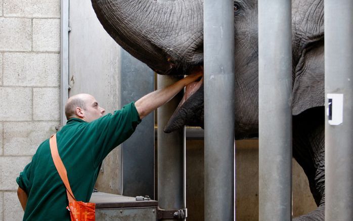 Olifanten in dierentuinen leven volgens onderzoek korter dan dikhuiden in het wild. Foto ANP