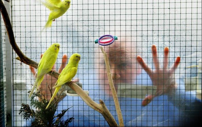 BERLIJN – Een 60-jarige man heeft in een tweekamerwoning in Berlijn 1700 parkieten gehouden. Dit bleek woensdag toen de autoriteiten al zo’n 1300 vogels uit de woning hadden gehaald en er nog zo’n vierhonderd over waren. Foto ANP