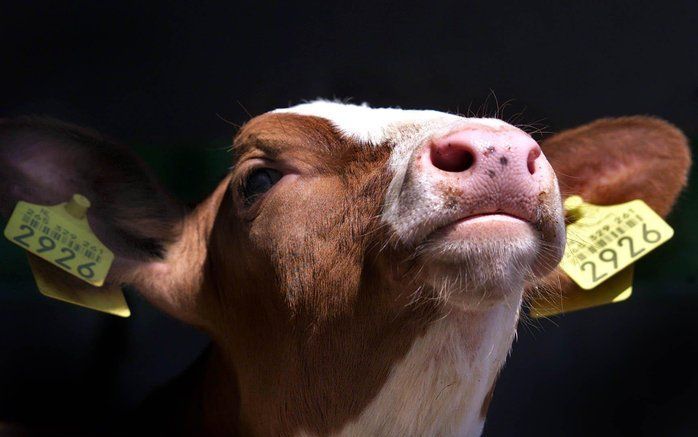 Om verzekerd te zijn van blank kalfsvlees eten kalfjes in de bio-industrie ijzerarm, waardoor ze bloedarmoede krijgen, is de boodschap van Wakker Dier. Foto ANP