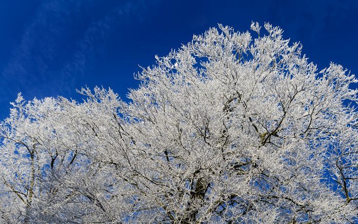 Het KNMI voorspelt dat er weinig kans is op een witte kerst. De kans op sneeuw of regen is vooralsnog niet groot, heeft het instituut donderdag gesteld. Maar het tekent er tegelijk bij aan dat het een week vantevoren erg moeilijk is om het weer te voorspe