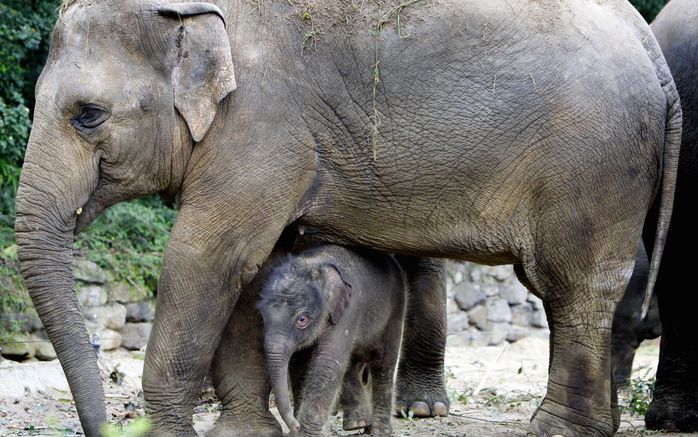 EMMEN – Dierenpark Emmen verdwijnt na ruim 70 jaar uit het centrum van Emmen. De gemeenteraad ging donderdag akkoord met de 468 miljoen euro kostende operatie. Foto ANP