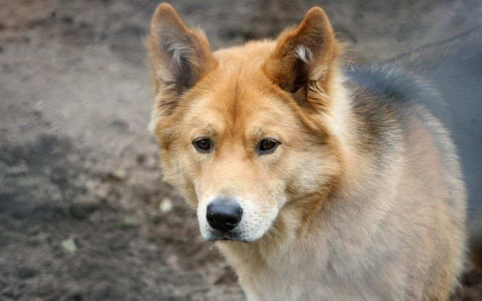 Mooi toch, zo’n trouwe viervoeter als makker? Een hond die je bijkans meer waard is dan je beste vriend? Foto RD, Anton Dommerholt