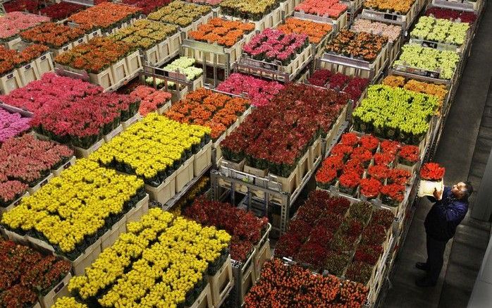 De bloemenveiling FloraHolland is niet hard getroffen door de kredietcrisis. Foto ANP