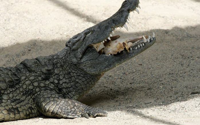 NORMANTON – De autoriteiten in de Australische deelstaat Queensland hebben burgers gewaarschuwd voor grote krokodillen en slangen. De gevaarlijke dieren zijn al gezien in diverse steden en dorpen, die zijn getroffen door overstromingen. Dat meldden media 