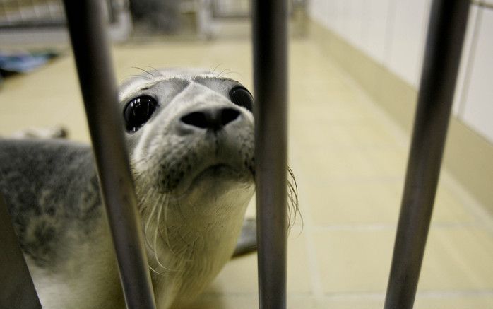 PIETERBUREN Zeehondencrèche Lenie ’t Hart blijft definitief in Pieterburen. Foto ANP