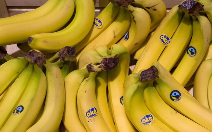 GENEVE – De Europese Unie wil de importheffing op Latijns-Amerikaanse bananen verlengen tot 2019, drie jaar langer dan gepland. Daarna zou de heffing dalen van 176 naar 114 euro per ton. Foto ANP