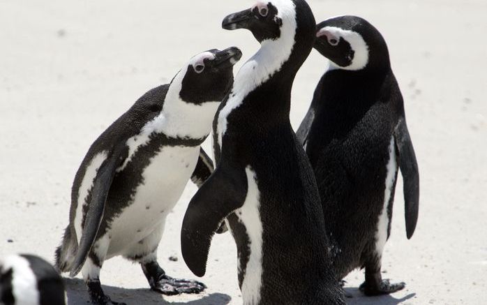 Pinguïns op de kust van Zuid-Afrika. Foto ANP