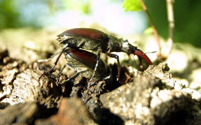 De VVD-fractie in de Haagse gemeenteraad maakt zich zorgen over de opmars van de snuitkever. De insecten eten bloemen en planten kaal en worden de laatste tijd volgens de liberalen veel gesignaleerd in de Randstad. Foto ANP