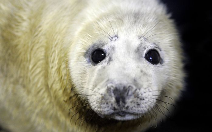 Zeehond Seppe laat zich niet zo gemakkelijk vangen. De zeehond die op 14 februari ontsnapte uit de zeehondencrèche in Pieterburen en dinsdagavond werd gevonden in het Tjongerkanaal bij het Friese Mildam, is tijdens een poging om hem te vangen ontsnapt. Fo