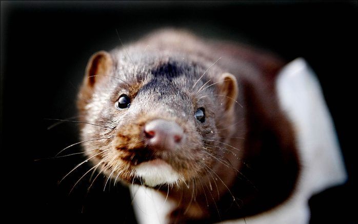 Dierenrechtenextremisten hebben in Stavenisse ongeveer 2500 nertsen laten ontsnappen uit een fokkerij. Foto ANP