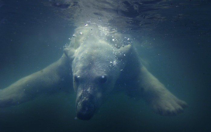 De opwarming van de aarde heeft grote gevolgen voor ijsberen. Die worden steeds kleiner en blijken steeds vaker jacht te maken op elkaar omdat hun normale voedselvoorziening onder druk staat. Foto ANP