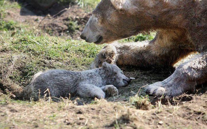 IJsbeermoeder Huggies snuffelt zaterdag in Ouwehands Dierenpark in Rhenen aan haar overleden kind Swimmer. De doodsoorzaak is nog onbekend. Swimmer was de kleinste van de twee ijsbeertjes die eerder deze week voor het eerst naar buiten mochten. Foto ANP/V