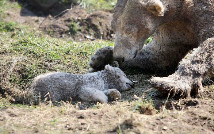 RHENEN - IJsbeertje Swimmer dat zaterdag overleed in Ouwehands Dierenpark in Rhenen, is zondagochtend uit het buitenverblijf weggehaald. De verzorgers konden moeder Huggies weglokken. Foto: ANP