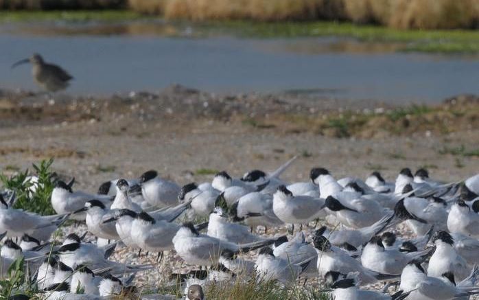 OOSTEREND – Op Texel heeft Natuurmonumenten de laatste hectares grond aangekocht voor de realisatie van de Ecologische Hoofdstructuur (EHS), een samenhangend netwerk van natuurgebieden. De realisatie van de EHS is gunstig voor watervogels, zoals de grote 