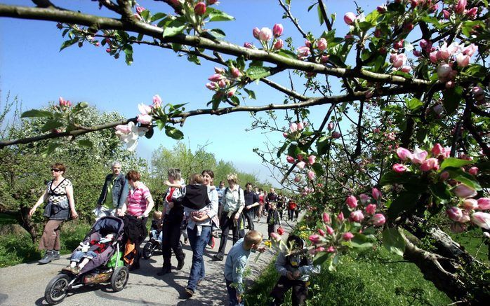 GELDERMALSEN - Duizenden mensen lopen zaterdag langs de bloeiende fruitbomen in de Betuwe tijdens de Rode Kruis Bloesemtocht. Foto ANP