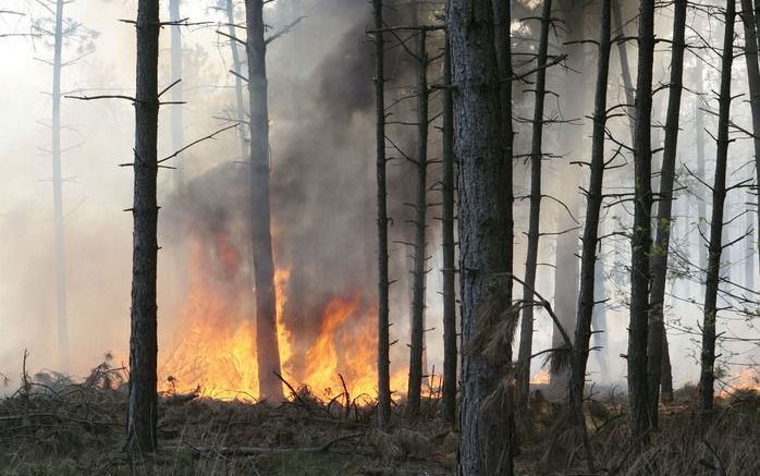 Boven de Overijsselse bossen worden met een verkenningsvliegtuig eventuele beginnende branden gespot. Foto ANP