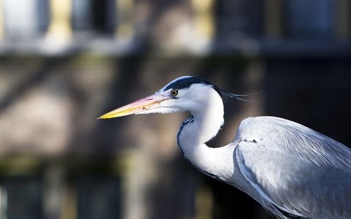 De redactie van het radioprogramma Vroege Vogels bedacht een code voor natuurfotografie.