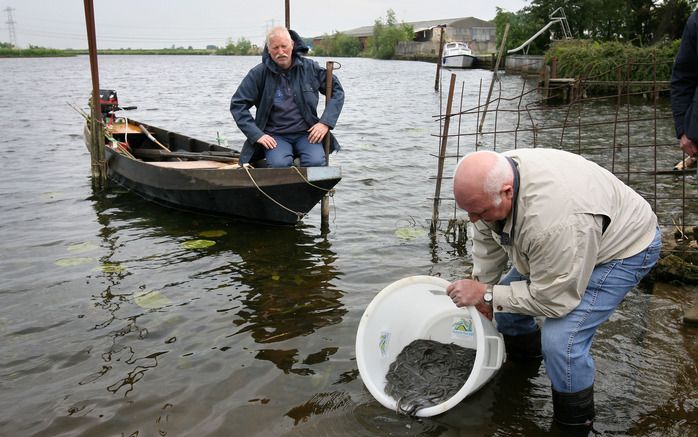 In de wateren rond Kampen werden gisteren duizenden glasaaltjes vrijgelaten. Dat gebeurde ook in het Ganzendiep in Grafhorst. foto RD, Anton Dommerholt