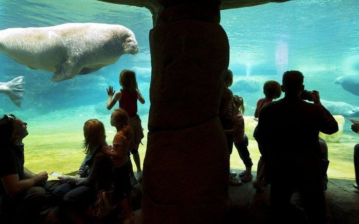 „Zeer tevreden” was het Dolfinarium Harderwijk. Het waterdierenpark verwelkomde „enkele duizenden" bezoekers. „Ongeveer hetzelfde aantal als vorig jaar. Foto ANP