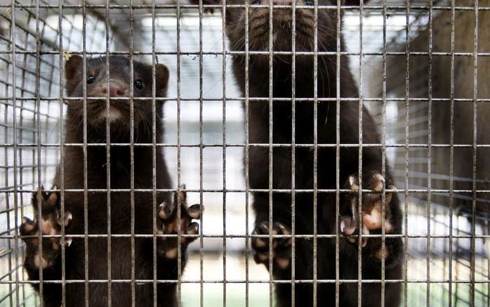 DEN HAAG – Een meerderheid in de Tweede Kamer heeft zich dinsdag uitgesproken voor een verbod per 2018 op de pelsdierhouderij. De nertsenfokkers kunnen in het voorstel geen financiële compensatie verwachten. Foto ANP