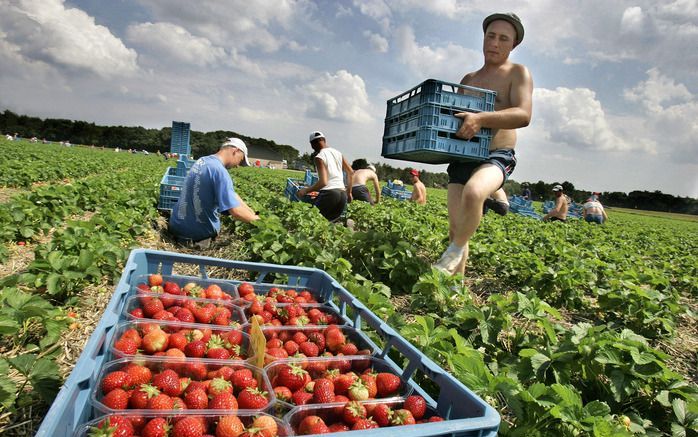 Jongeren mogen van staatssecretaris Klijnsma (Sociale Zaken) door de economische crisis niet langdurig werkloos thuis komen te zitten. Een jongere die besluit niet verder te leren en geen baan heeft, moet desnoods aardbeien gaan plukken als dat de enige b