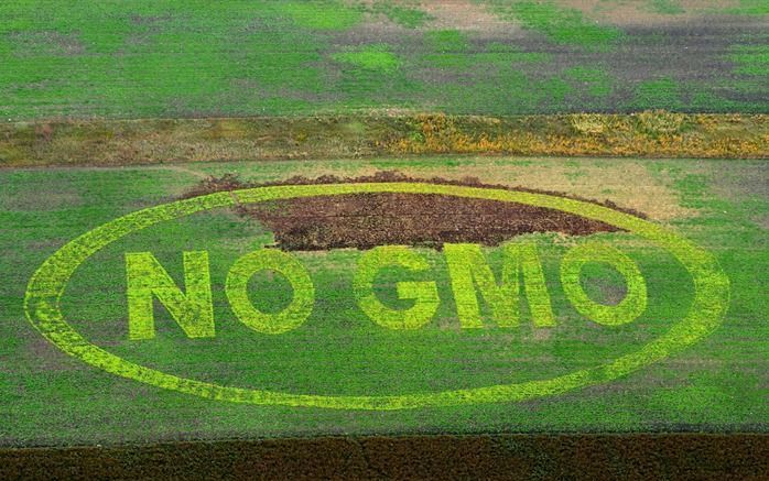 DEN HAAG – De Raad van State zette dinsdag grote vraagtekens bij de vergunningen om in Werkendam en elders in Nederland proeven te nemen met genetisch gemodificeerd maïs en aardappelen. Foto: Protest in een gewassenveld in Australië tegen genetische gemod