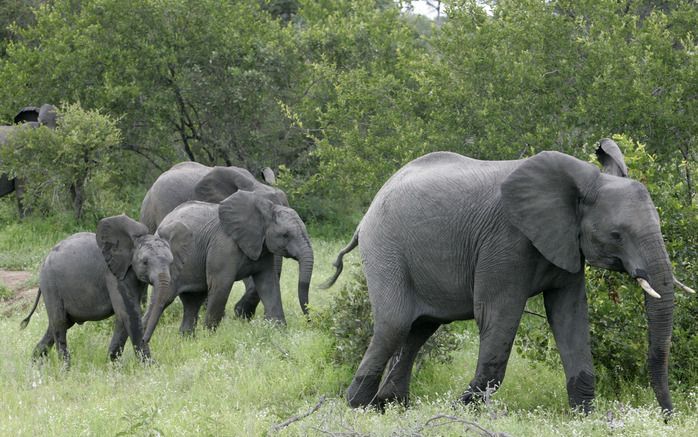 Dierenbeschermers in het Afrikaanse land Malawi maken zich op voor een uitzonderlijke en gewichtige verhuisoperatie. De komende weken zullen meer dan zestig olifanten verplaatst worden uit het Phirilongwe gebied ten zuiden van Lake Malawi naar het Majete 