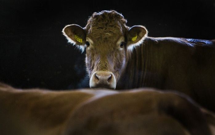 SPAARNWOUDE – Op het biologische melk- en vleesveebedrijf De Koningshoeve in Spaarnwoude lopen koeien van het roodbruine limousinras. Biologische producten doen het wereldwijd goed, blijkt uit cijfers van verschillende organisaties. Foto’s ANP