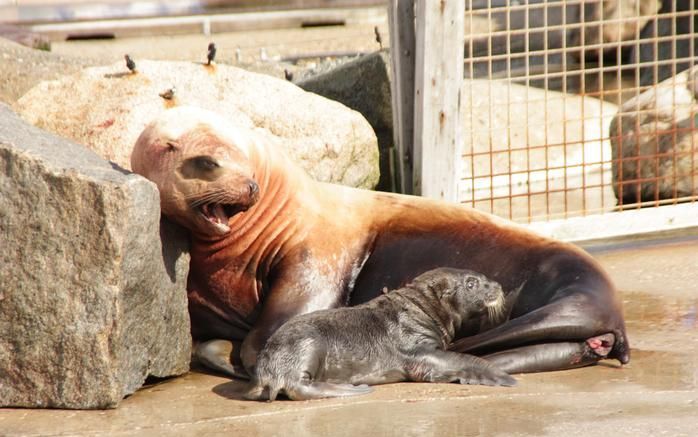 HARDERWIJK – Stellerzeeleeuw Sade rust uit in de zon, met haar pasgeboren jong. Moeder Sade is vrijdag bevallen in het Dolfinarium in Harderwijk. Het is nog niet duidelijk of het zeeleeuwtje, dat er dik drie uur over deed om ter wereld te komen, een manne