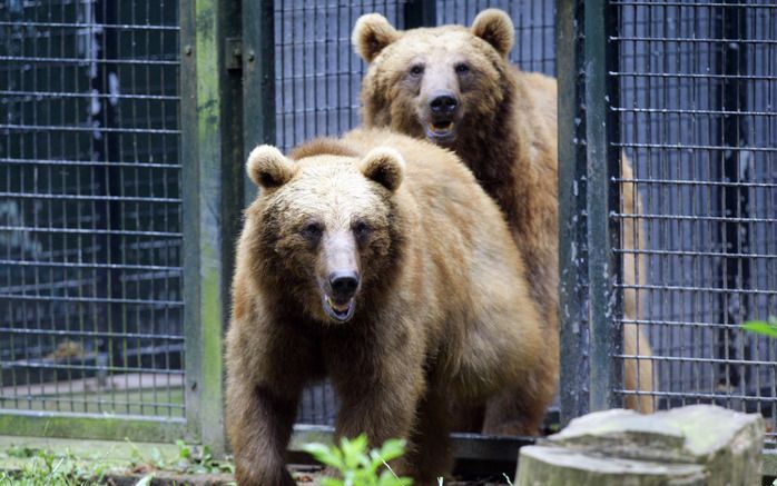 RHENEN – Ouwehands Dierenpark in Rhenen is op 4 september in de avond enkele uren afgehuurd door naaktlopers. Foto: Beren in het berenbos van Ouwehands Dierenpark. Foto ANP