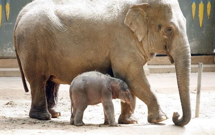 Een luchttransport van een olifant heeft dinsdag in Malawi voor opschudding gezorgd. Foto EPA