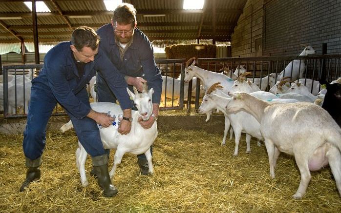 Geiten worden sinds vorig jaar ingeënt tegen Q-koorts. Foto ANP