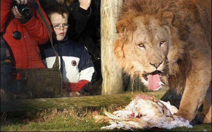 Exploitant Libéma van Beekse Bergen gaat bezoekers van het safaripark aansporen hun bovenlijf zoveel mogelijk bedekt te houden. Foto ANP